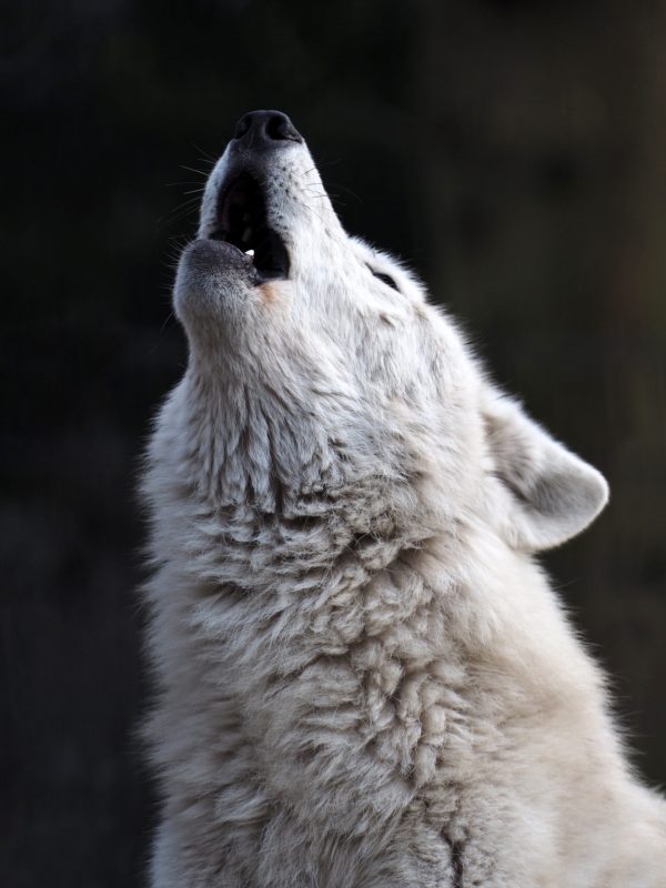 Heulender weißer Wolf